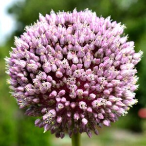 Allium Summer Drummer