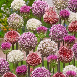 Allium Tropical Tides Collection