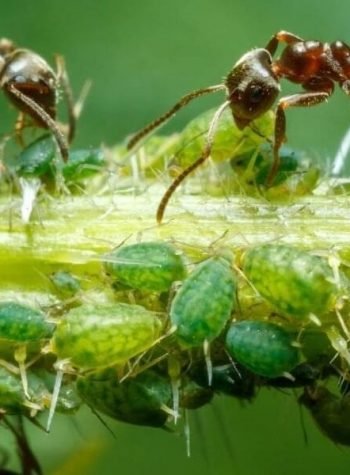 1Garden.com_Ants – Tips and hints to treat, eliminate and control in your home and garden_800x600