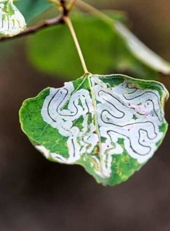 Leaf-Miner-Pests-and-Diseases